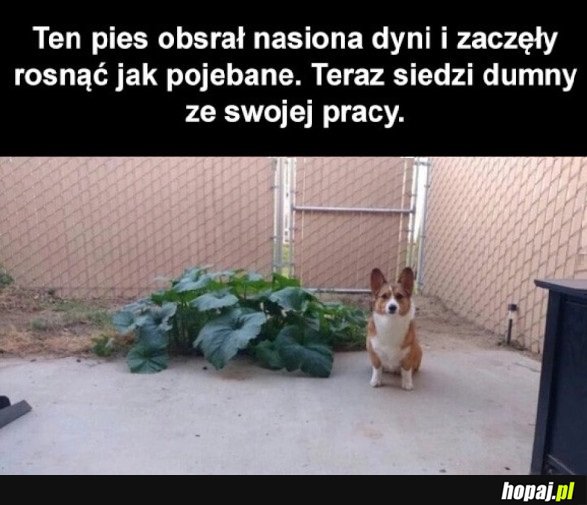 DOBRY PIESEK