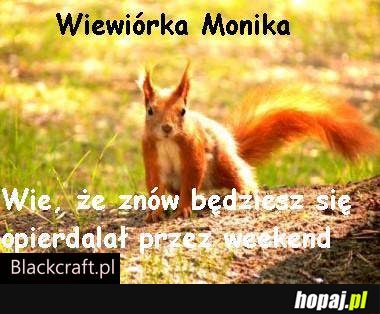 Wiewiórka Monika