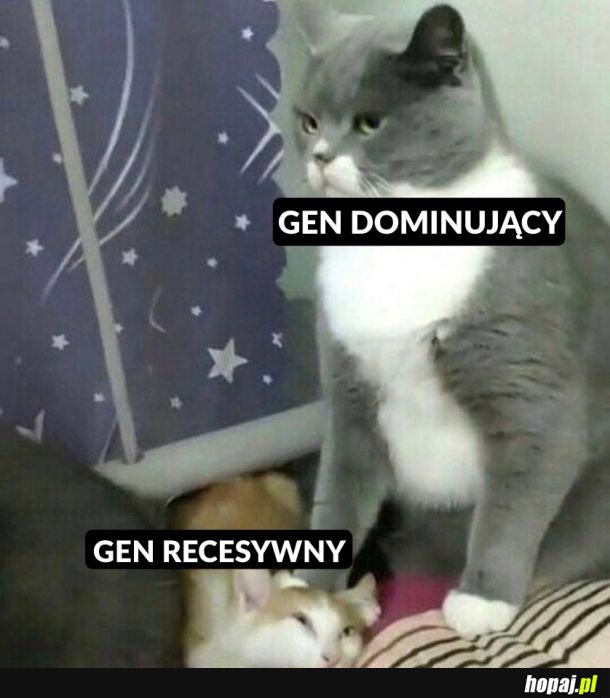 Tak to działa.