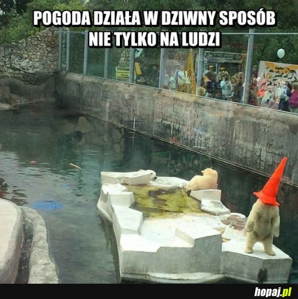 Pogoda