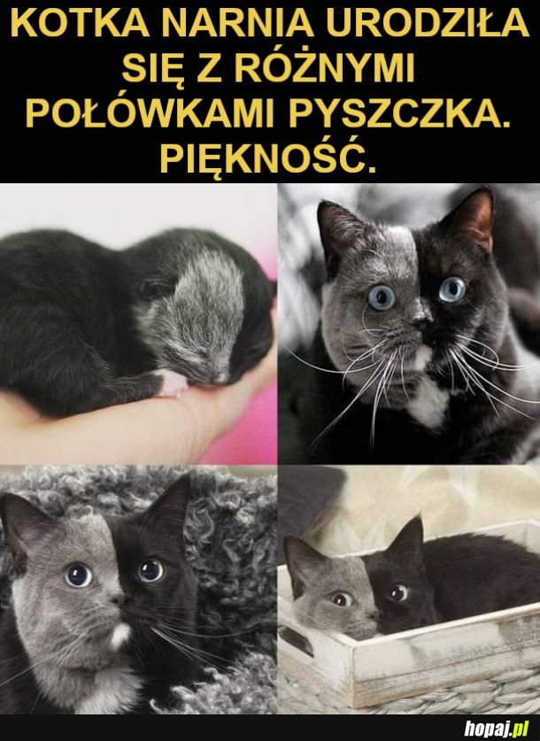 Przepiękna kitku