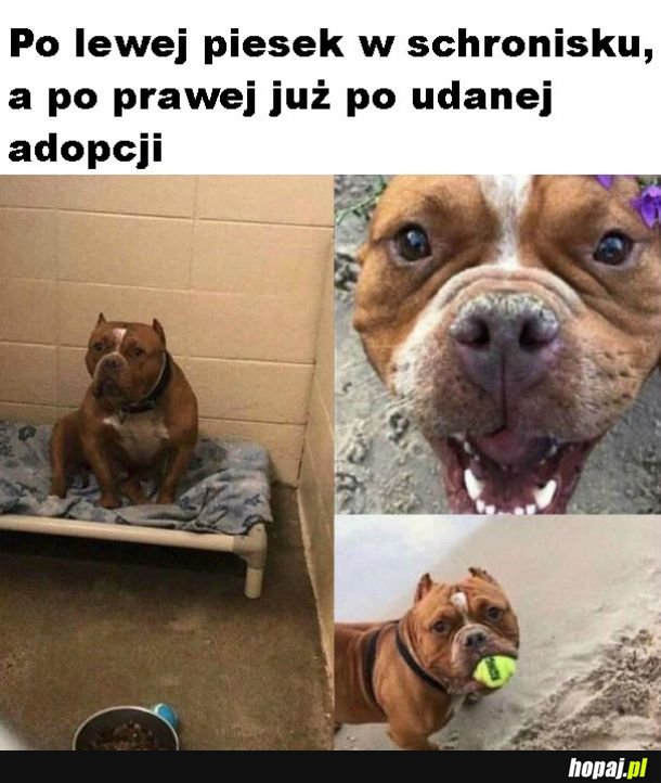 Warto adoptować zwierzaki