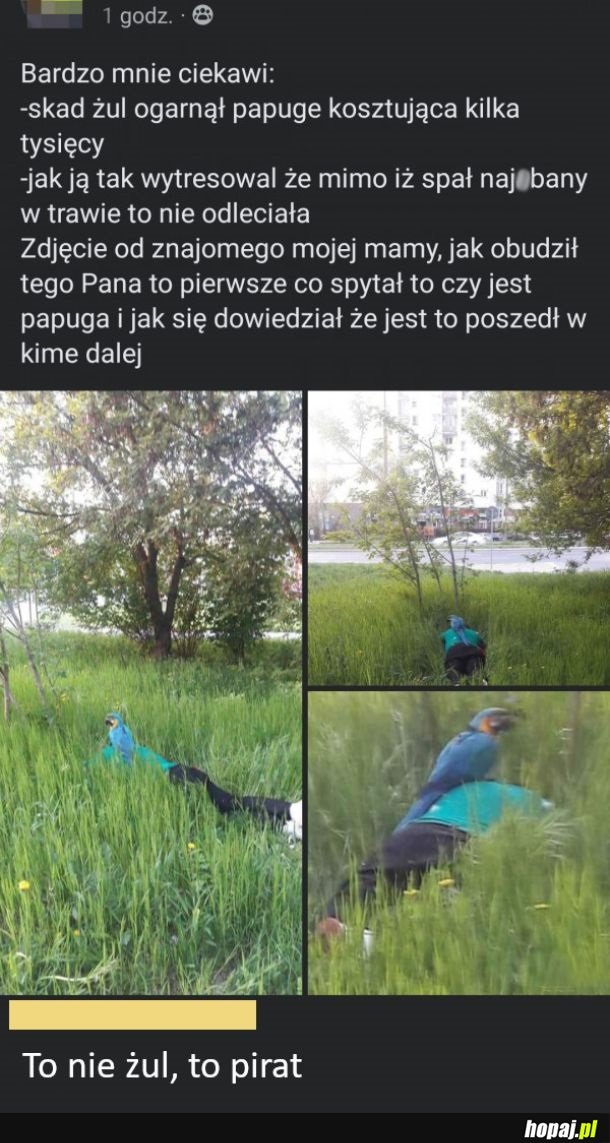 Żul z papugą