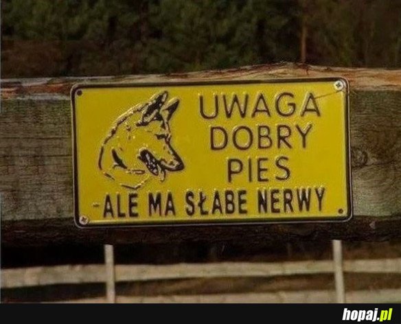 Dobry pies