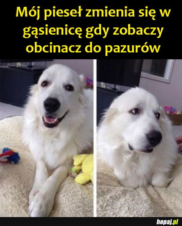 Gąsięnnica