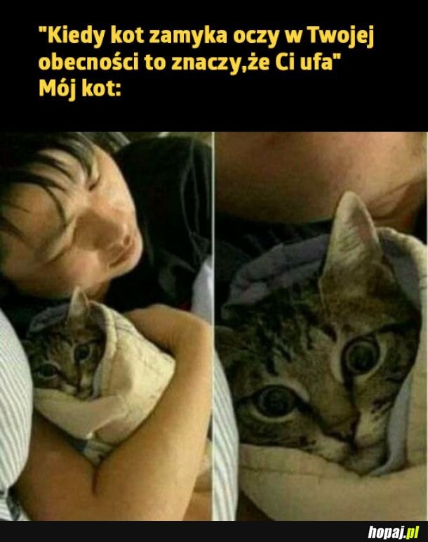 Życie z kotkiem