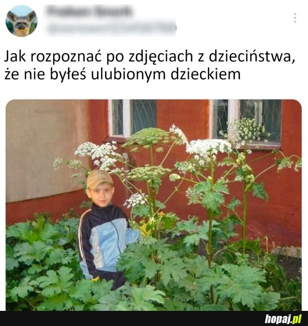 Barszcz sosnowskiego