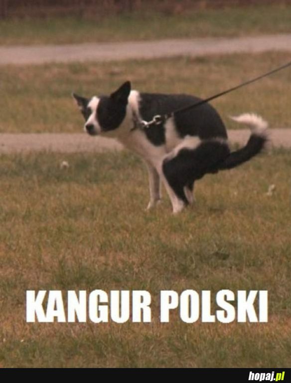 Kangur polski