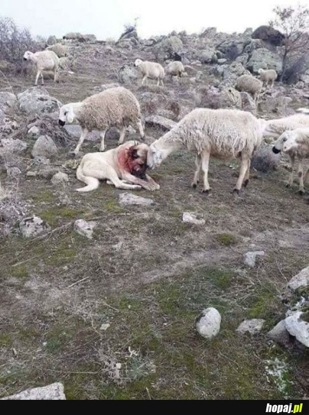 Owca dziękuje psu za ochronę przed wilkami