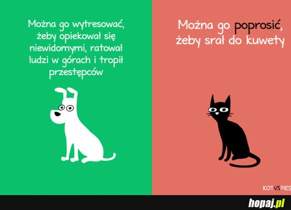 KOT VS PIES
