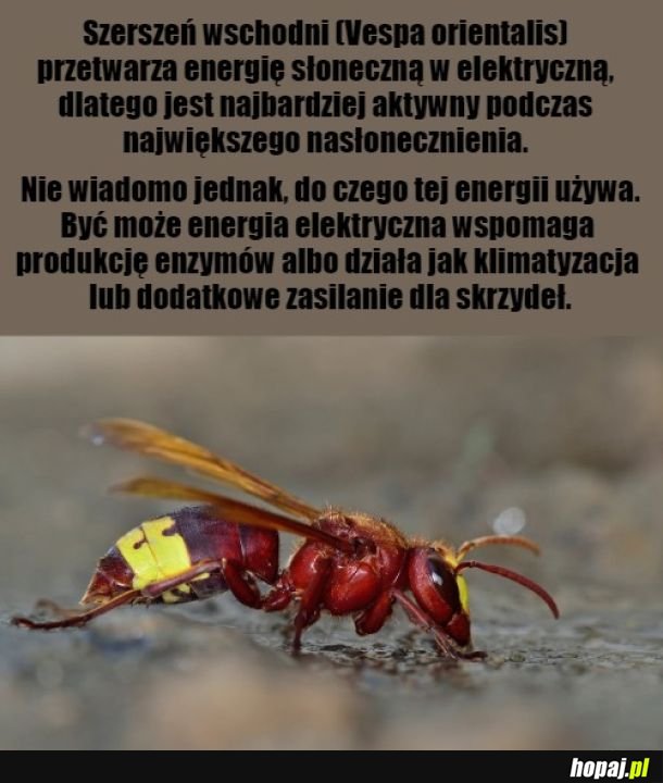 Kiedy uwierzyłeś, że możesz zostać, kim chcesz, więc zostałeś panelem fotowoltaicznym