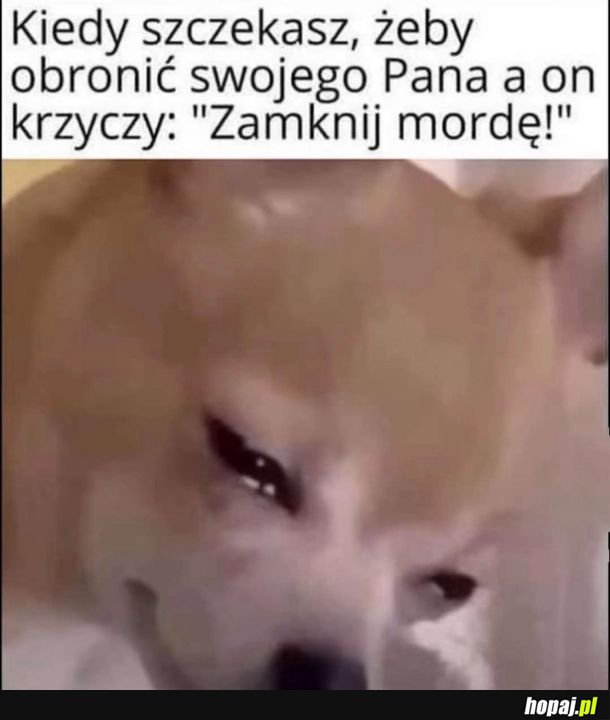 Niedobry pańcio