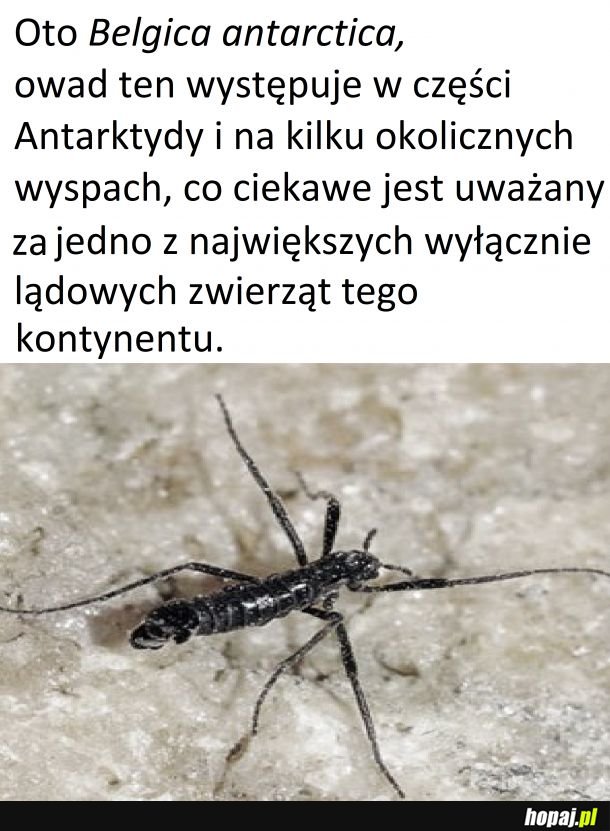 Antarktyczny owad