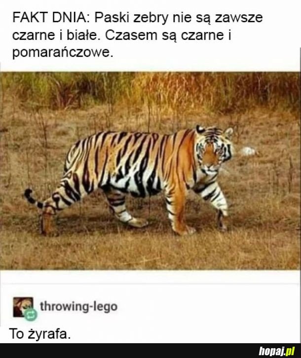 Żyrafa