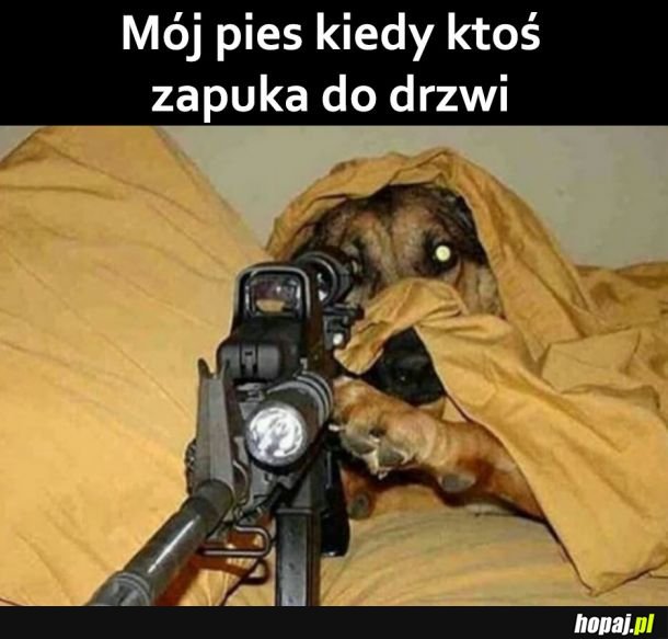 Mój pies