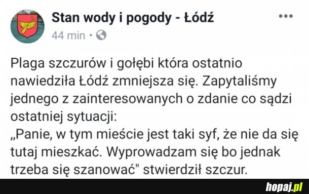 Plaga szczurów w Łodzi