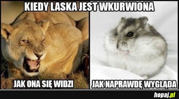 WKURZONA KOBIETA