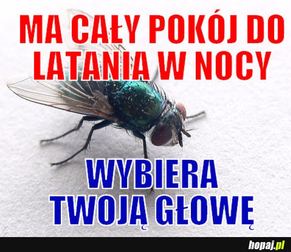 WSZYSCY KOCHAMY MUCHY