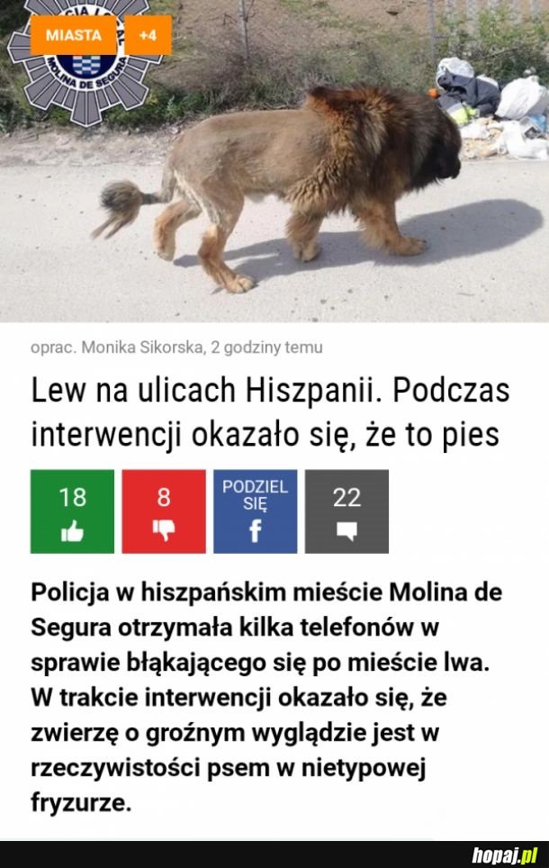 Lew na ulicach