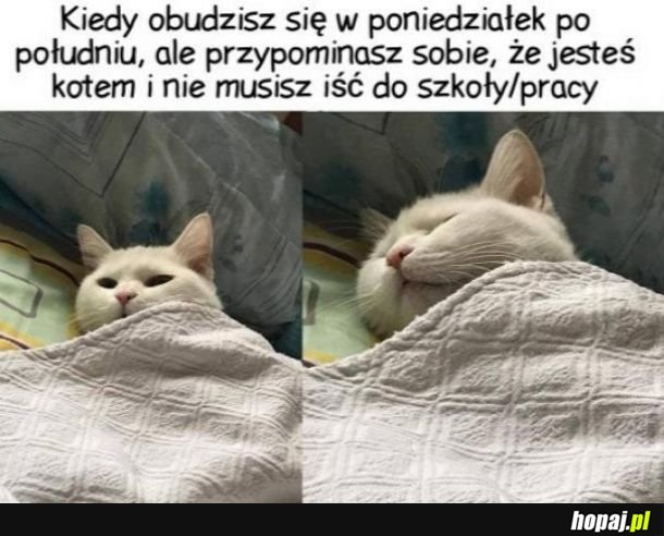 Koteł