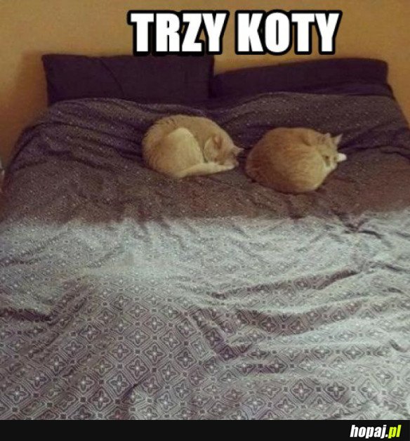 Trzy koty