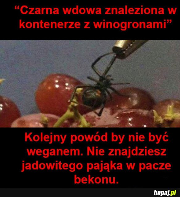 Nie warto było