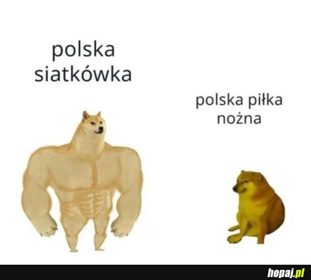 Polska siatkówka