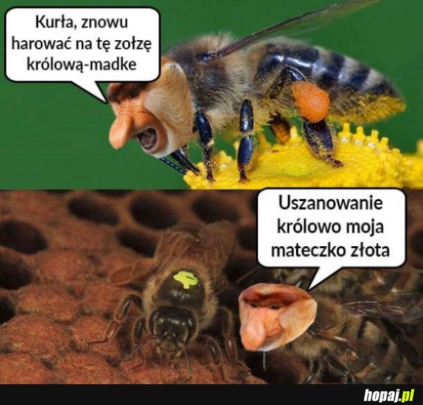 Królowa madka 