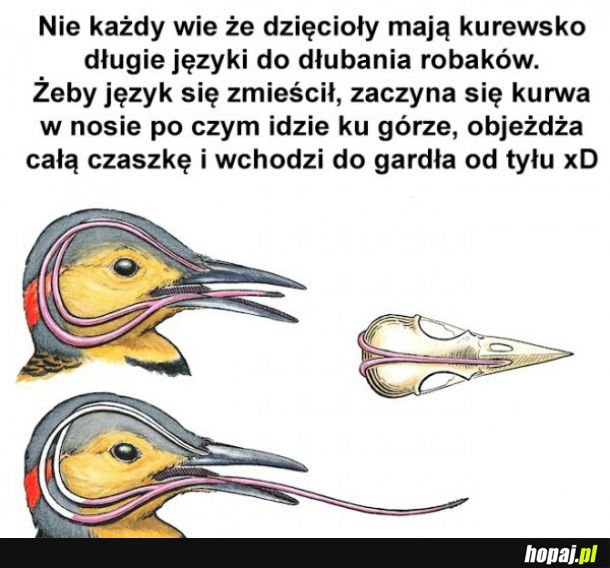 Dzięcioł