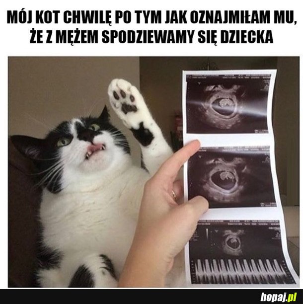 KOT SIĘ ZNIESMACZYŁ
