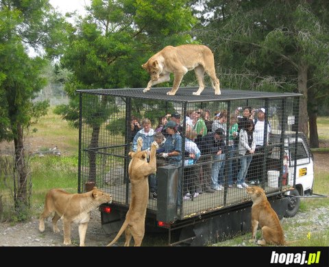 Nowy sposób na zwiedzanie Zoo