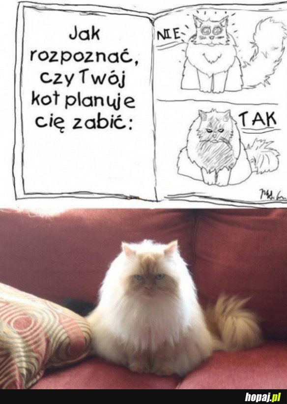 JAK POZNAĆ KOTA MORDERCĘ