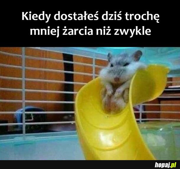  Obrażony chomiczek 