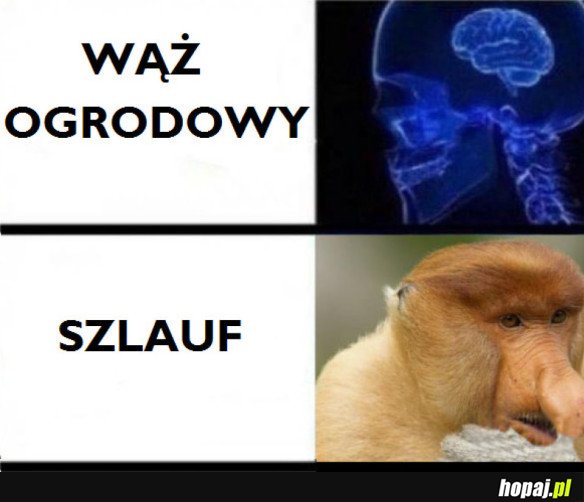 SZLAUF