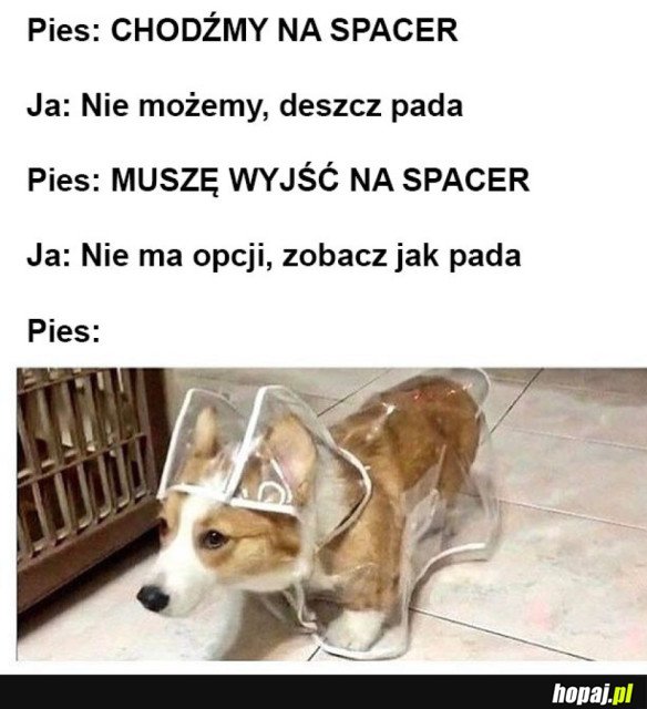 MÓJ PIES TO WYGRYW