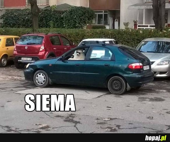 Siema