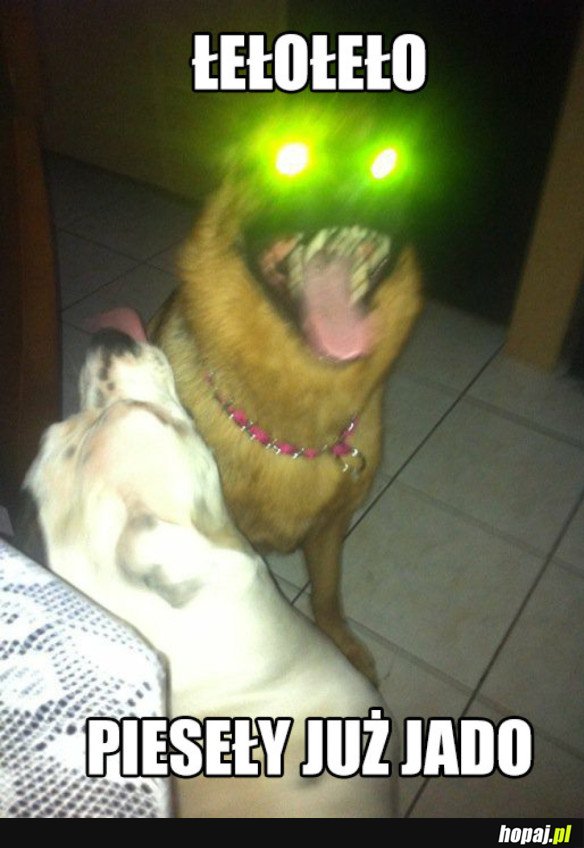 HALO TU PIESEŁY