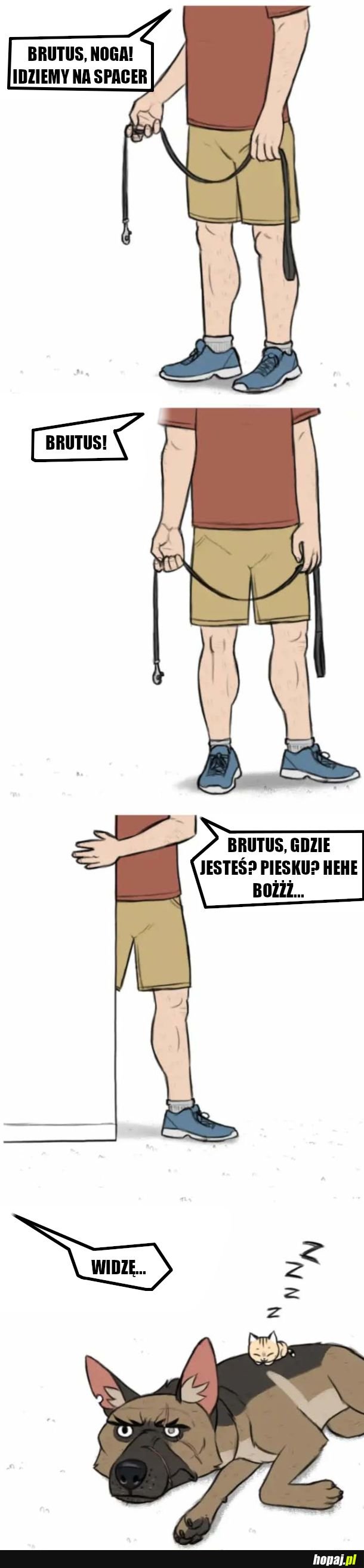 Brut i pixie 