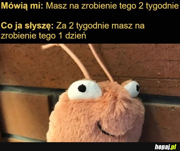 Prokrastunacja
