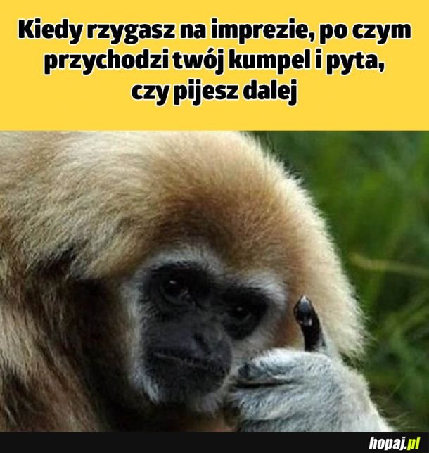 Wspaniały przyjaciel