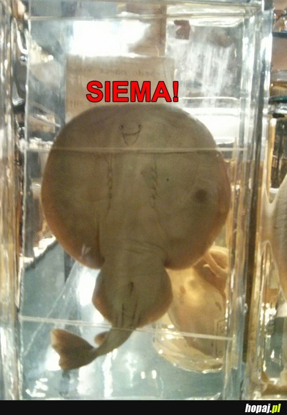 Siema