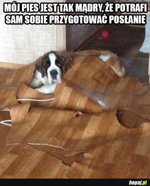 NAJMĄDRZEJSZY PIES NA ŚWIECIE