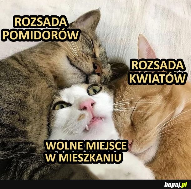 Rozsada pomidorków