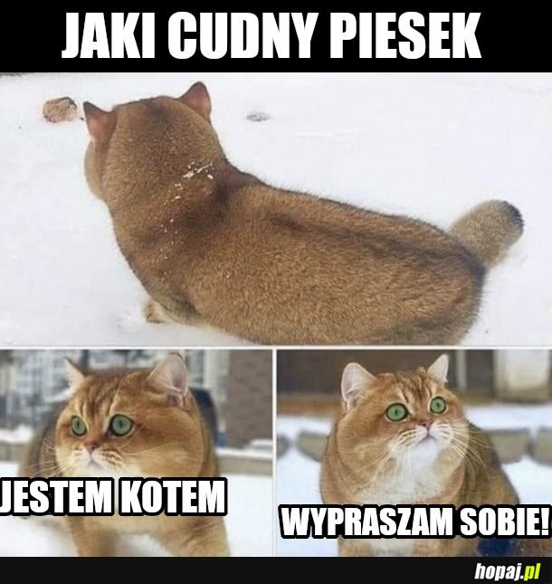 Ślepy jesteś czy głupi