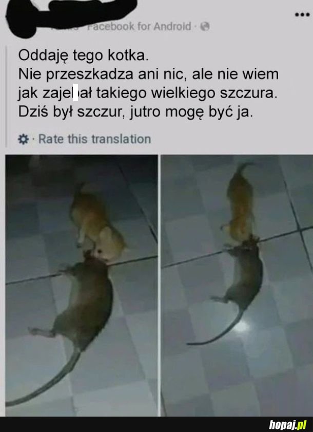 Straszny kot