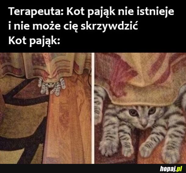 Kot pająk 