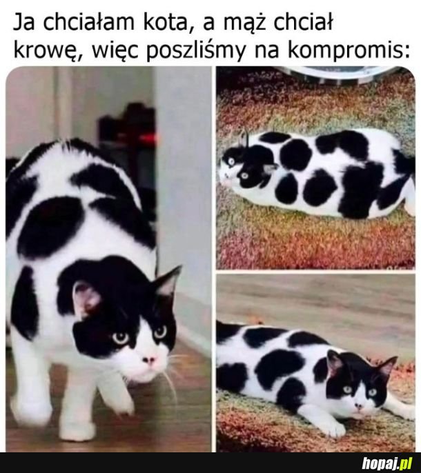 Krówka