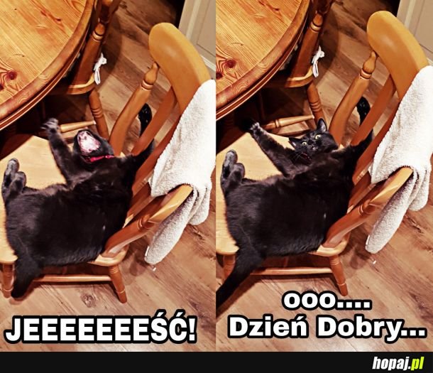 Kiedy rano spotykasz kota...