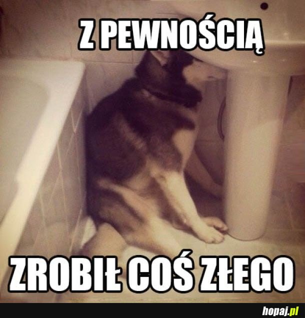 Winny Husky