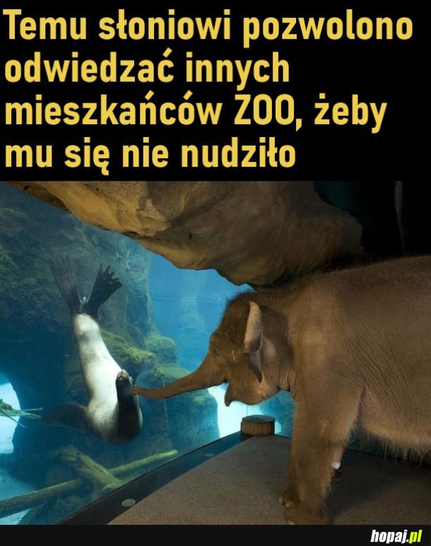 Fajne to ZOO